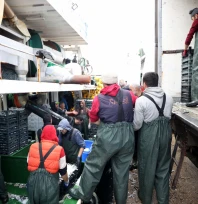 Hamsinin izini süren Karadenizli balıkçılar rotalarını İğneada'ya çevirdi