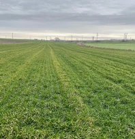 İklim değişikliği buğdayı etkiledi, uzmanlar sahada