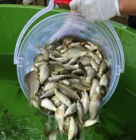 İpsala'da 10,5 milyon sazan yavrusu üretildi