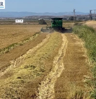 İpsala'da çeltik hasadında sona yaklaşılıyor