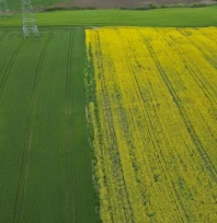 Kuraklığın ardından gelen yağış, kanolada umutları yeşertti