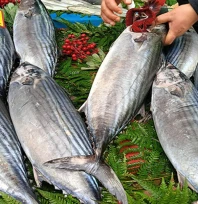 Marmara'da torik bereketi yüzleri güldürdü