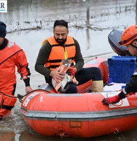 Meriç Nehri'nde mahsur kalan hayvanlar kurtarıldı
