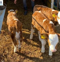 Orhaniye Köyü'nde üçüz buzağı sevinci