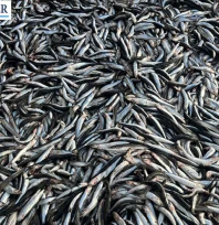 Palamut azaldı, hamsi tezgâhlara hakim oldu