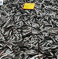 'Palamut olmayınca hamsi tezgâhlara hakim oldu'