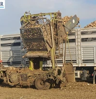 Pancar hasadı sürüyor