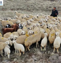 Süloğlu'ndan koyun-keçi yetiştiricilerine müjde