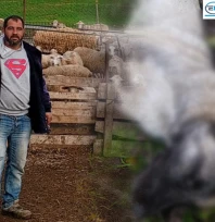 Sürüyü koruyan köpekleri öldürenlerin cezalandırılmasını istiyor