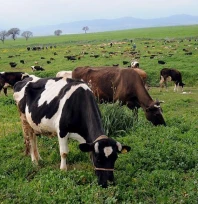 Taptık Köyü'nde mera ıslahı üreticiye nefes aldırdı
