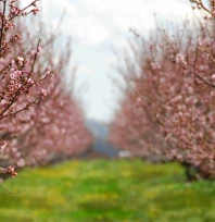TARSİM'de yeni dönem: don ve güneş yanıklığı sigorta kapsamı genişletildi