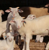 Trakya'da damızlık küçükbaş hayvanlar bilimsel verilerle tespit edilecek