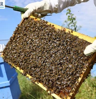 Trakya Karaçalı Balı coğrafi işaret yolunda