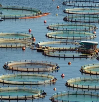 Türkiye, sürdürülebilir balıkçılıkta bölgenin öncüsü