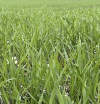 Üreticilerin buğday ekim mesasi hızlandı