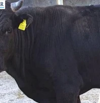 Yerli hayvan ırklarına 2,7 milyarlık destek