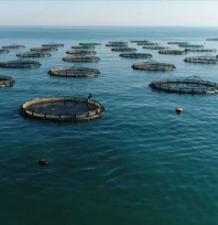 Yumaklı: 'Balık üretiminde Cumhuriyet tarihinin rekorunu kırdık'