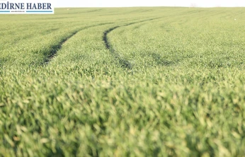 'Buğday bu yıl erken gelişim gösterdi'