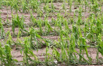 Çiftçiye güvence artıyor