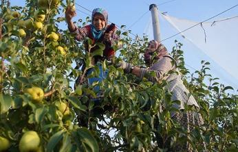 Devlet desteğiyle yaygınlaşan meyve bahçeleri, çiftçinin kazancını artırdı