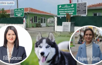 Edirne'de barınak isyanı: 'Hayvanlar elinizde ölüyor!'