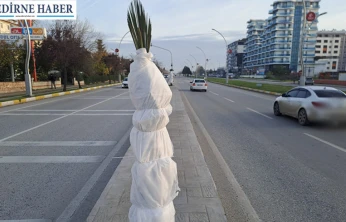 Edirne'de palmiyeler ayaz nöbetinde: 'Aman üşümesinler başkan!'