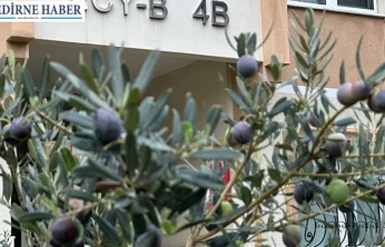 Edirne'de zeytin sürprizi