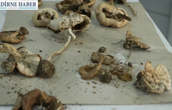 Ekosistemi korumak için Ganos Dağı'nın mantar haritası çıkarılıyor