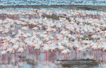 Göçmen kuşlar çeltik tarlalarında besleniyor