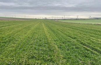 İklim değişikliği buğdayı etkiledi, uzmanlar sahada