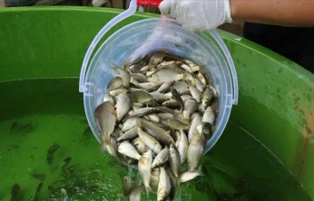 İpsala'da 10,5 milyon sazan yavrusu üretildi