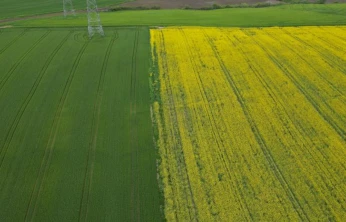 Kuraklığın ardından gelen yağış, kanolada umutları yeşertti