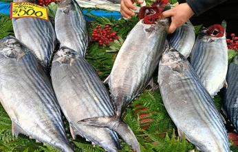 Marmara'da torik bereketi yüzleri güldürdü