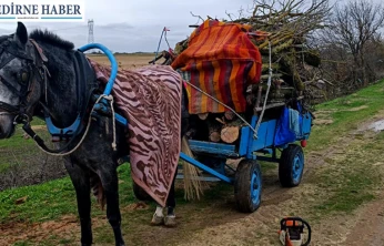 Merada izinsiz ağaç kesen 2 kişi gözaltına alındı