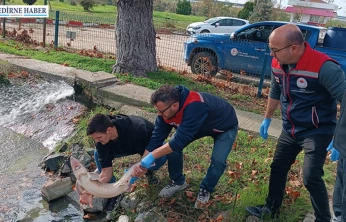 Nadide tür duyarlı balıkçı sayesinde koruma altına alındı