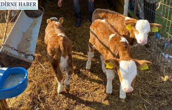 Orhaniye Köyü'nde üçüz buzağı sevinci