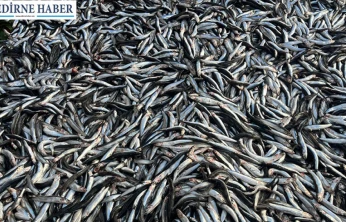 Palamut azaldı, hamsi tezgâhlara hakim oldu