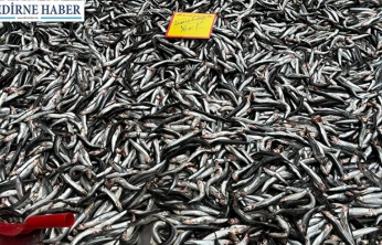 'Palamut olmayınca hamsi tezgâhlara hakim oldu'