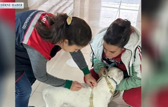 Sahipli hayvanlara çip ve kuduz aşısı uygulaması sürüyor