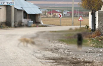 Sahipsiz köpeği sürüklediği iddia edilen belediye personeline soruşturma