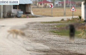 Sahipsiz köpeği sürüklediği iddia edilen belediye personeli gözaltına alındı