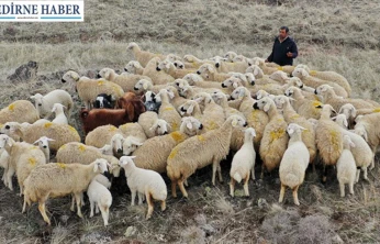 Süloğlu'ndan koyun-keçi yetiştiricilerine müjde