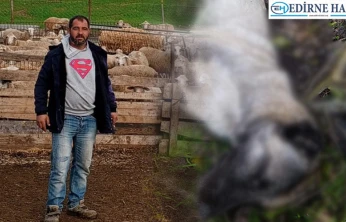 Sürüyü koruyan köpekleri öldürenlerin cezalandırılmasını istiyor