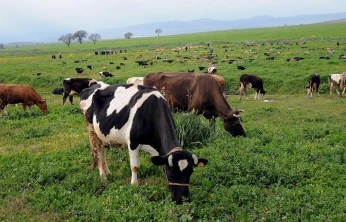 Taptık Köyü'nde mera ıslahı üreticiye nefes aldırdı