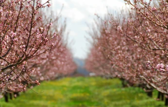 TARSİM'de yeni dönem: don ve güneş yanıklığı sigorta kapsamı genişletildi