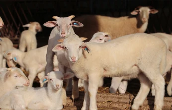 Trakya'da damızlık küçükbaş hayvanlar bilimsel verilerle tespit edilecek