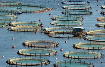 Türkiye, sürdürülebilir balıkçılıkta bölgenin öncüsü