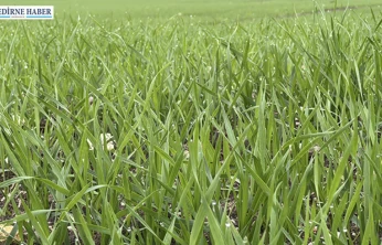 Üreticilerin buğday ekim mesasi hızlandı