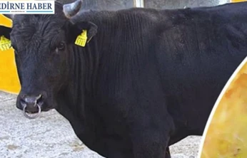 Yerli hayvan ırklarına 2,7 milyarlık destek