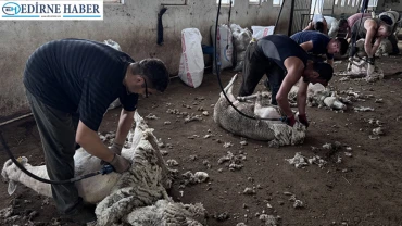 Gezgin kırkımcılar Trakya'nın her yanına gidiyor